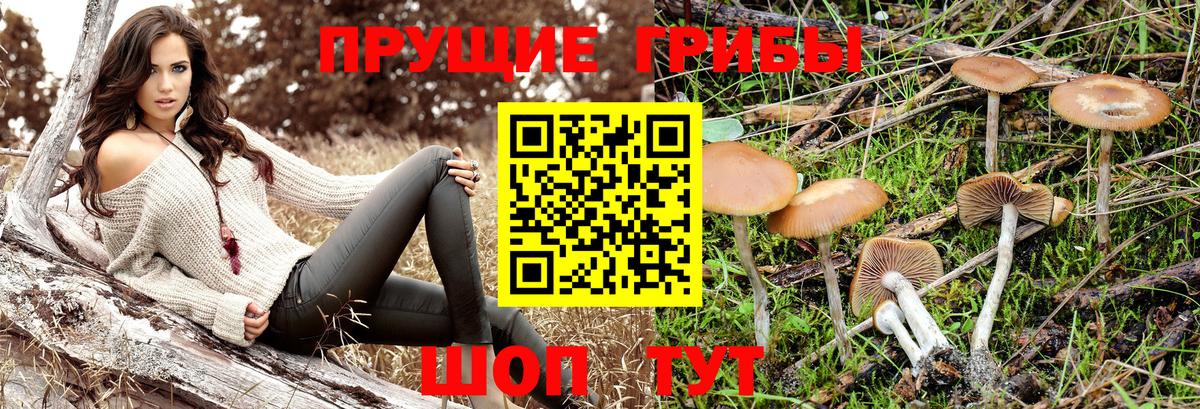 Галлюциногенные грибы GOLDEN TEACHER  Псилоцибиновые грибы Cubensis  где купить наркотик  Кузнецк  Вход с VPN 